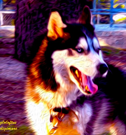 Pet photos can become truly artistic and special using these techniques..the hard part is finding a subject that will stay still!