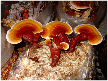 Reisha Mushrooms