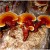 Reisha Mushrooms Reisha Mushrooms