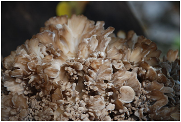 Maitake Mushrooms