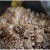 Maitake Mushrooms Maitake Mushrooms