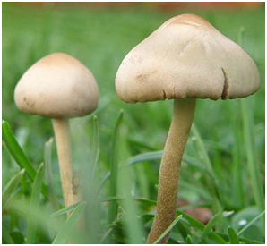 Enoki Mushrooms