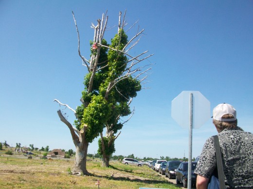 Trees that were stripped but survived have regrown in odd shapes that look like something from Dr. Seuss.