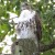 Red Tail Hawk Red Tail Hawk