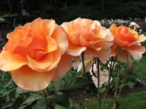 Roses from the International Test Garden in Portland, Oregon.
