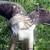 Pagasa turns 20 last January 15. He's the first eagle bred and hatched in captivity. He got no mate and offspring as yet. Pagasa turns 20 last January 15. He's the first eagle bred and hatched in captivity. He got no mate and offspring as yet.