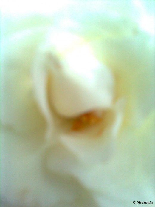 My photo of beautiful center of a white rose.