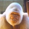 GetGoutCure profile image