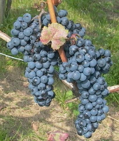 Kekfrankos Grapes used in Egri Bikaver Wine