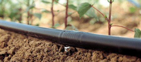 Pipe of drip irrigation.