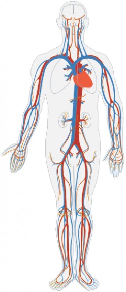 Human Blood Circulation and Cardiovascular Circulation - Systemic vs Pulmonary Circulation - hepatic portal vein