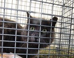 A Feral Cat ready to returned after being trapped and neutered.