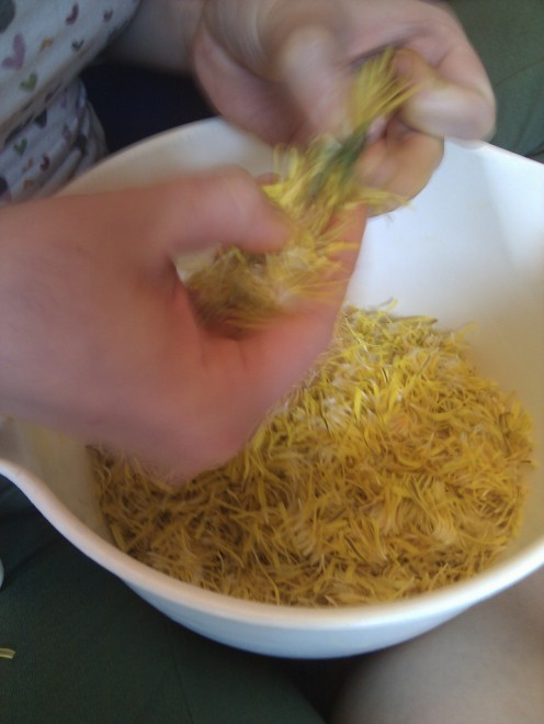 Composting used dandelion tea leaves will help the composition of your soil. 