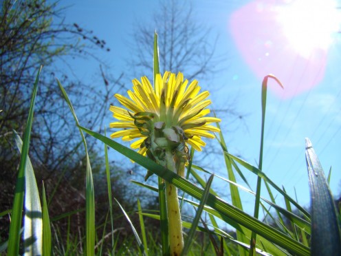 Dandelion is used in a lot of European medical care. It’s very helpful for dealing with side effects of medications.