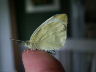 Newly emerged Cabbage Moth Butterfly