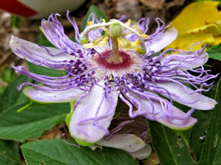 Passion flower vine, host to the Gulf Fritillary