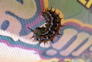 Gulf Fritillary caterpillar getting ready to form its chrysalis