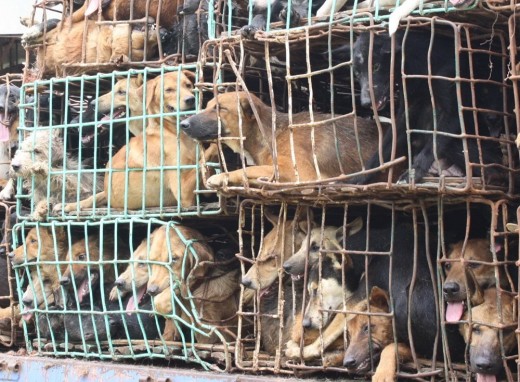 Dogs loaded into crates.