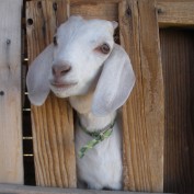 EmmyGoat profile image