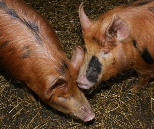 Organic pork is tastier and healthier.