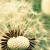 A dead dandelion's crown of glory known as "dandelion clock" carries and lifts up its fruits in spreading new life.