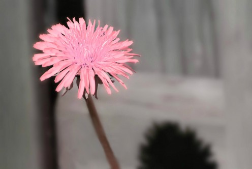 What if dandelions were pink? Would you consider it a weed? Would you think?