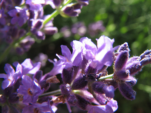 Lavender—audreyjm529 (Flickr.com)