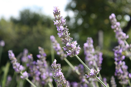 Lavender—Dark Dwarf (Flickr.com)