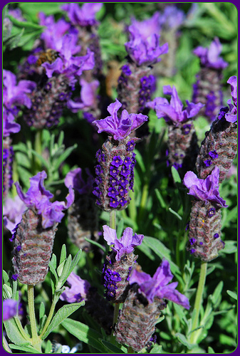 Spanish lavender, DSC 0361—tracie7779 (Flickr.com)