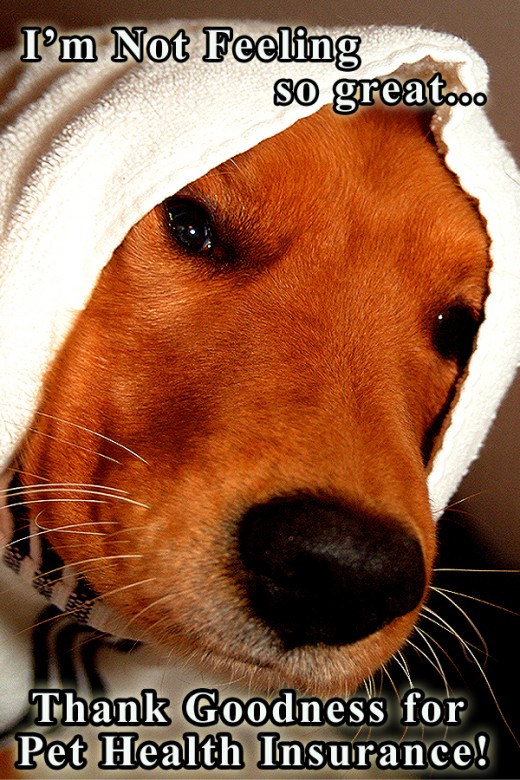 When your pet feels sick, you feel good about having pet health insurance!