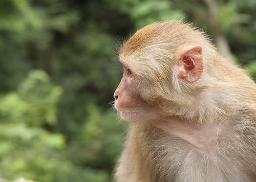 A rhesus monkey contemplates Common Knowledge.