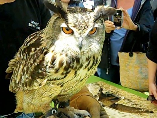 Owl brought by Airstrike Bird Control