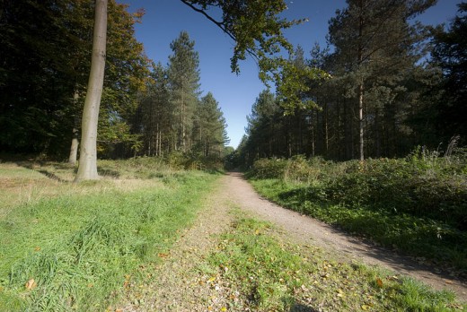 Cannock Chase is one of four places in the Midlands marked out as an 'Area of Outstanding Natural Beauty'. One of the others being the Malvern Hills.