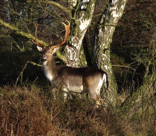 Cannock Chase is home to several species of deer, but they are notoriously hard to spot. The deer in this photo is a fallow deer buck.
