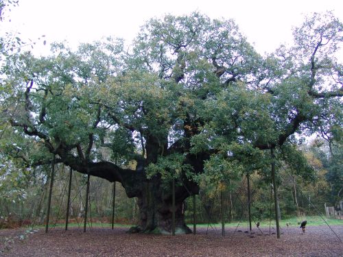 The famous Major Oak- a mighty tree that may have sheltered Robin Hood and his Merry Men. It could be up to 2000 years old. Today, the enormous boughs are propped up by crutches.