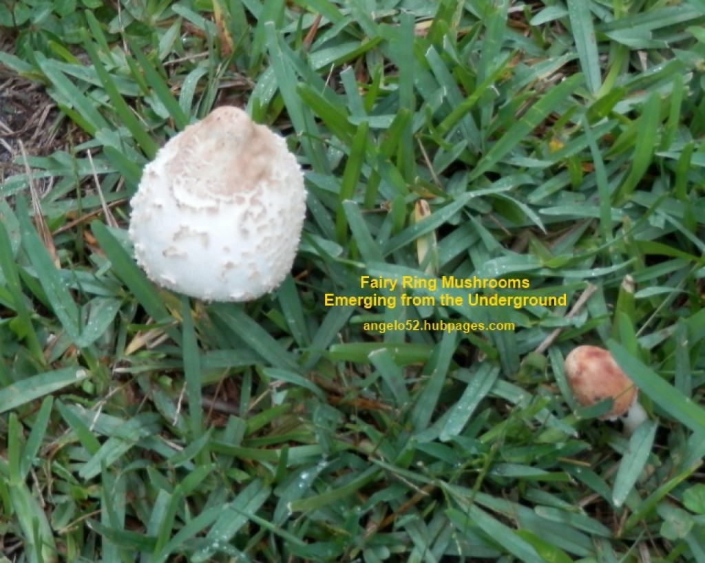 Fairy Ring Mushrooms in My Lawn | hubpages