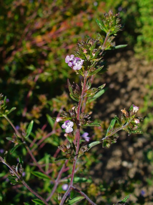 The Summer Savory Plant - A Herb for Flavour, Aroma and Health | HubPages