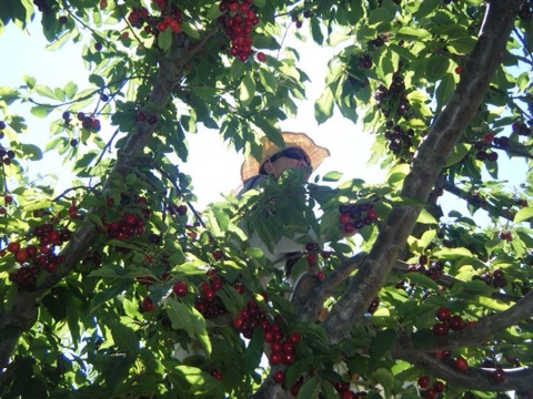 Can you find me in the cherry tree?