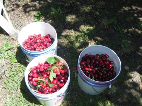 Each full bucket of cherries weighs about 20 lbs. 