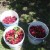 Each full bucket of cherries weighs about 20 lbs. 