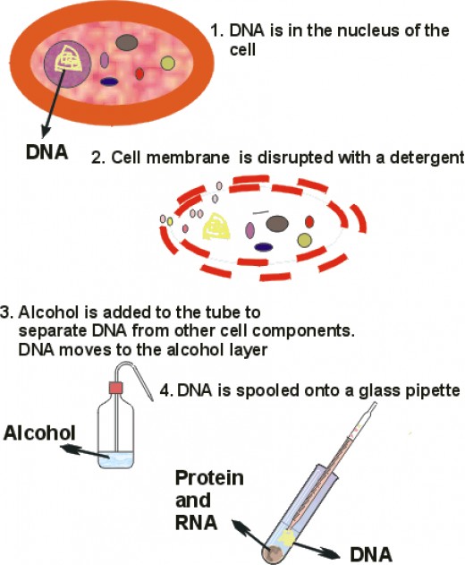 Mechanism of DNA fingerprinting hubpages