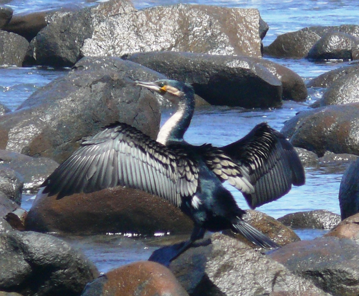 White -breasted Cormorant-- Nahoon Reef