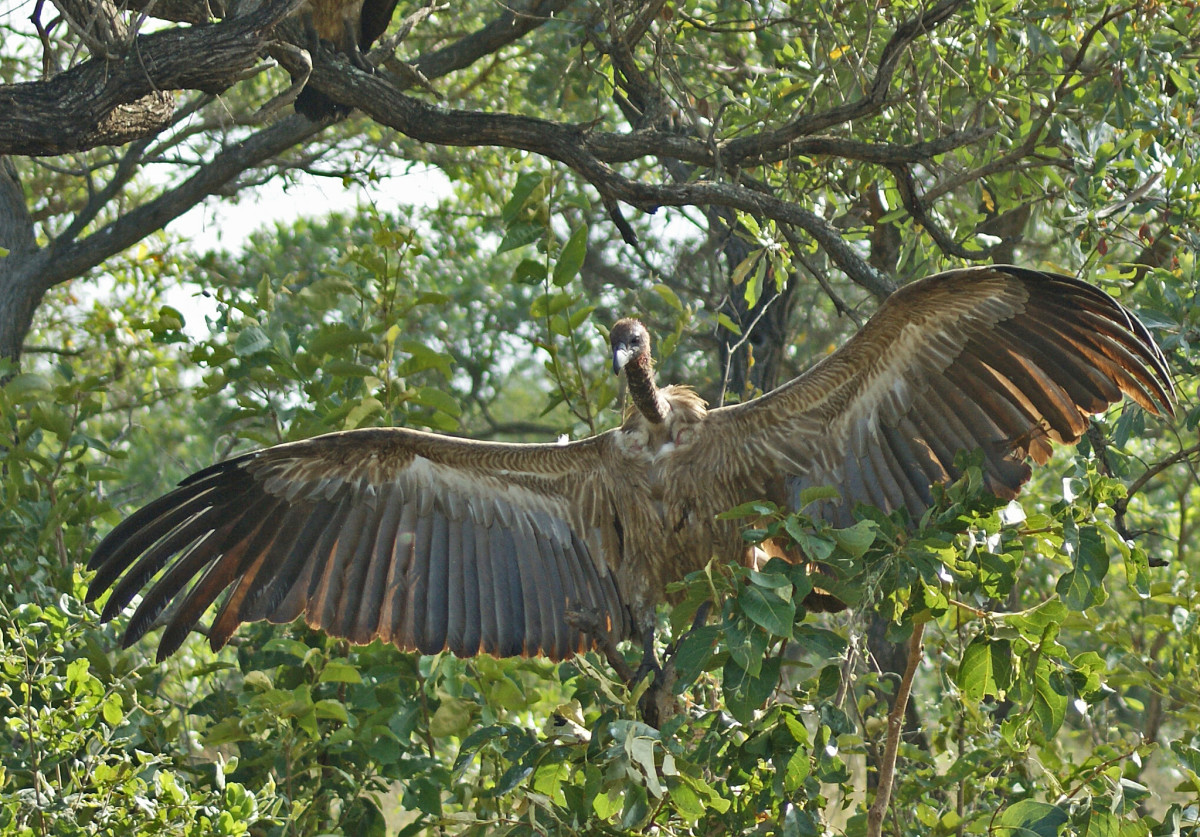 Vulture-Kruger Park