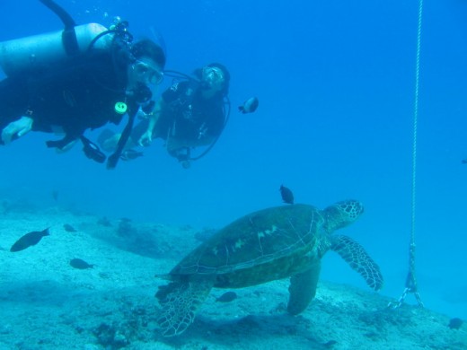 Scuba diving open your eyes to a whole new world. 