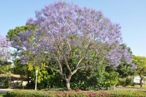 In full bloom