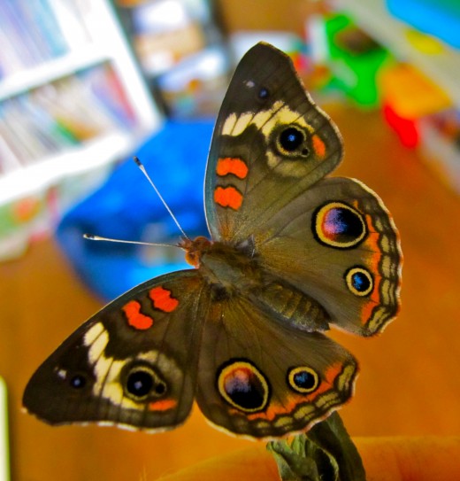 Common Buckeye Butterfly
