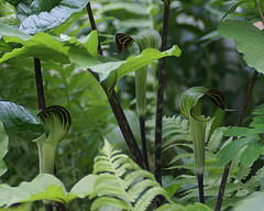 The Jack-in-the-pulpits preaching their message.