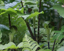 Walking in the Bush - Discovering Plant Life