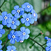 Sweet, happy forget-me-nots