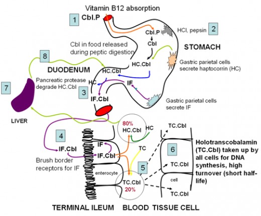 vitamin better c to absorb how An Vitamin B 12 Misdiagnosed Malabsorption Syndrome Often